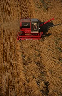 Oat (Avena sativa) crop, Massey Ferguson combine harvester at work, Sweden