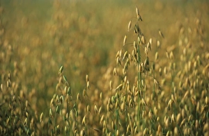 Ripen Prints: Oat (Avena sativa) crop, ripening in field, Sweden