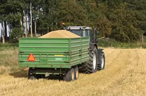 Trailer Prints: Oat (Avena sativa) crop, tractor with trailer full of harvested grain
