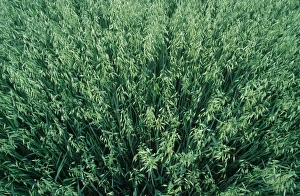 Grain Prints: Oat (Avena sativa) crop, unripe field, Sweden