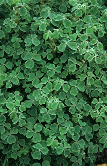 Tubers Prints: Oca (Oxalis tuberosa) crop, grown for edible tubers