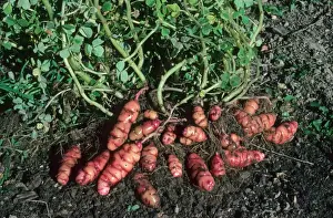 Stem Prints: Oca (Oxalis tuberosa) crop, harvesting stem tubers, New Zealand, june