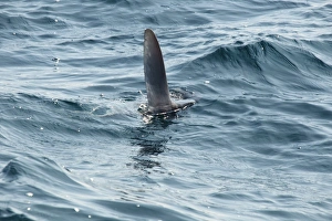 Ocean Sunfish (Mola mola) adult, swimming with dorsal fin at surface of water, Penzance, Cornwall, England, June