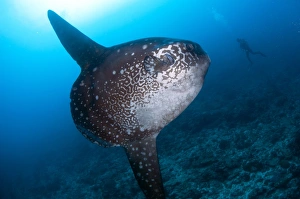 Ocean Sunfish (Mola mola) adult, swimming near diver, Batu Abah, Nusa Penida, Bali, Lesser Sunda Islands, Indonesia