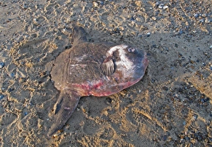 Corpses Prints: Ocean Sunfish (Mola mola) dead adult