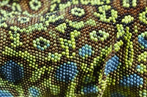 Scales Prints: Ocellated Lizard (Timon lepidus) adult, close-up of skin texture, Italy, june