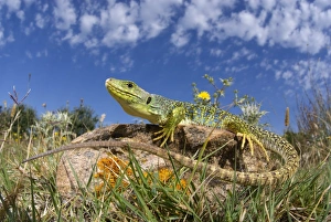 Stones Prints: Ocellated Lizard (Timon lepidus) subadult male