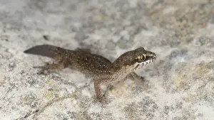 South Africa Prints: Ocellated Thick-toed Gecko (Pachydactylus geitje) adult