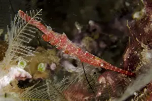 Indopacific Prints: Ocellated Tozeuma Shrimp (Tozeuma lanceolatum) adult