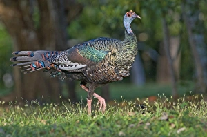 Guatemalan Prints: Ocellated Turkey (Agriocharis ocellata) adult, walking, Tikal N. P. Peten, Guatemala