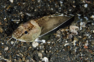 Indopacific Prints: Ocellated Waspfish (Apistus carinatus) adult