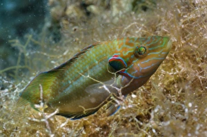 Protects Prints: Ocellated Wrasse (Symphodus ocellatus) adult male