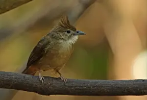 Ochraceous Bulbul (Alophoixus ochraceus sacculatus) adult, perched on branch, Kaeng Krachan N. P. Thailand, february