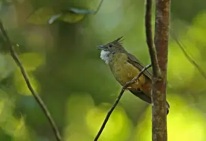 Ochraceous Bulbul (Alophoixus ochraceus sumatranus) adult, singing, perched on twig, Kerinci Seblat N. P