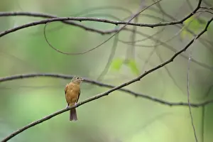 Ochre-bellied Flycatcher (Mionectes oleagineus) adult, perched on twig, Trinidad and Tobago, March