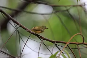 Tyrant Flycatcher Prints: Ochre-bellied Flycatcher (Mionectes oleagineus) adult