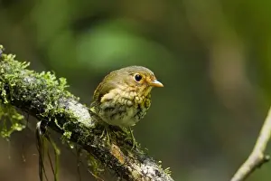 Equatorial Prints: Ochre-breasted Antpitta (Grallaricula flavirostris) adult