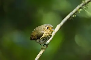 Ochre-breasted Antpitta (Grallaricula flavirostris) adult, perched on twig in montane rainforest, Angel Paz, Andes