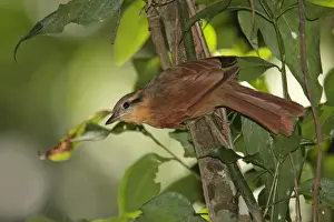 Furnariids Prints: Ochre-breasted Foliage-gleaner (Philydor lichtensteini) adult