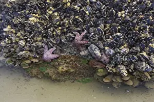 Ochre Seastar (Pisaster ochraceus) and Giant Green Anemone (Anthopleura xanthogrammica) exposed in mussel bed at low tide, Cannon Beach, Oregon, U. S. A