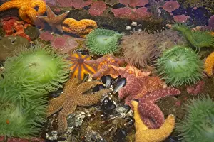 Ochre Seastar (Pisaster ochraceus) and Giant Green Anemone (Anthopleura xanthogrammica) in rockpool, Oregon, U. S. A