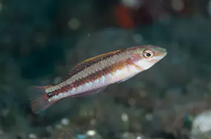 Seraya Prints: Ochreband Wrasse (Leptojulis chrysotaenia) juvenile