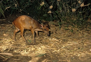 Ogilby's Duiker (Cephalophus ogilbyi) adult, standing in forest, Liberia