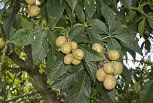 Nuts Prints: Ohio Buckeye (Aesculus glabra) close-up of fruit and leaves