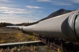 Pipes Prints: Oil pipeline crossing taiga habitat