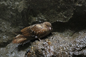 Oilbird (Steatornis caripensis) adult, standing on rock in cave, Mindo, Andes, Pichincha Province, Ecuador, February
