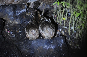 Cave Prints: Oilbird (Steatornis caripensis) adult pair