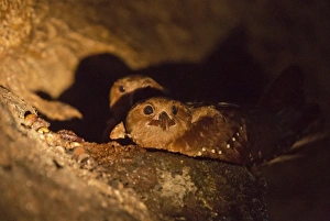 Lesser Antilles Prints: Oilbird (Steatornis caripensis) adults