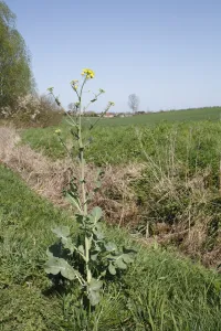 Ditch Prints: Oilseed Rape (Brassica napus) flowering