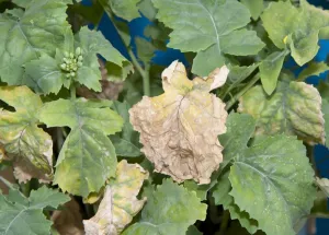 Lacking Prints: Oilseed Rape (Brassica napus) potassium deficiency, close-up of leaves