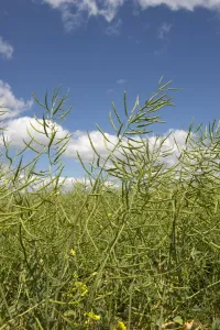 Agriculture Prints: Oilseed Rape, Brassica napus, seeding crop shortly after flowering