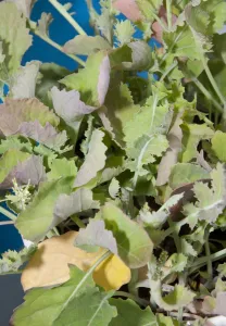 Lacking Prints: Oilseed Rape (Brassica napus) sulphur deficiency, close-up of leaves