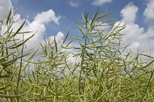 Oilseed Prints: Oilseed rape or canola, Brassica napus, vegetable oil crop in unripe green seedpod