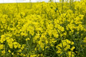 Yellow Prints: Oilseed rape or canola in late flower on a fine spring day in the Berkshire Downs, May