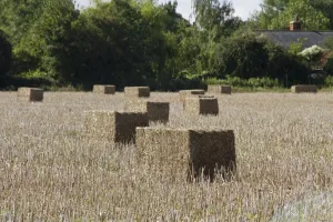 S Eed Prints: Oilseed rape straw bales
