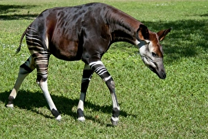 Congo Prints: Okapi (Okapia johnstoni) adult, walking (captive)