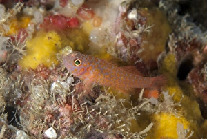Dwarf Goby Prints: Okinawa Dwarfgoby (Trimma okinawae) adult