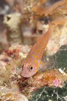 Okinawa Dwarfgoby (Trimma okinawae) adult, resting on coral, Dampier Straits, Raja Ampat Islands (Four Kings)