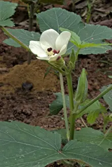 Kerala Prints: Okra (Abelmoschus esculentus) flower and tender fruits, Trivandrum, Kerala, India