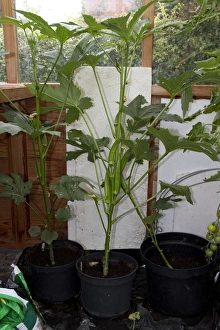 Okra is valued for its edible green seed pods. Originating in Africa, the plant is cultivated in tropical