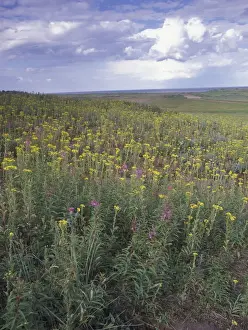 Varieties Prints: Old dune ridge with ragwort, marram grass and sea buckthorn