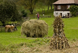 Rumania Prints: Old-fashioned traditional farming