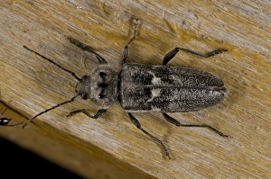 Middle East Prints: Old-house Borer (Hylotrupes bajulus) adult