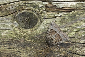 Knot Prints: Old Lady Moth (Mormo maura) adult, resting on wood, Essex, England