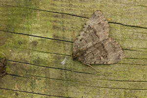 Noctuids Prints: Old Lady Moth (Mormo maura) adult, Sheffield, South Yorkshire, England, September