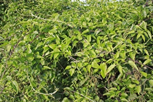 Hedgerow Prints: Old Man's Beard (Clematis vitalba) leaves